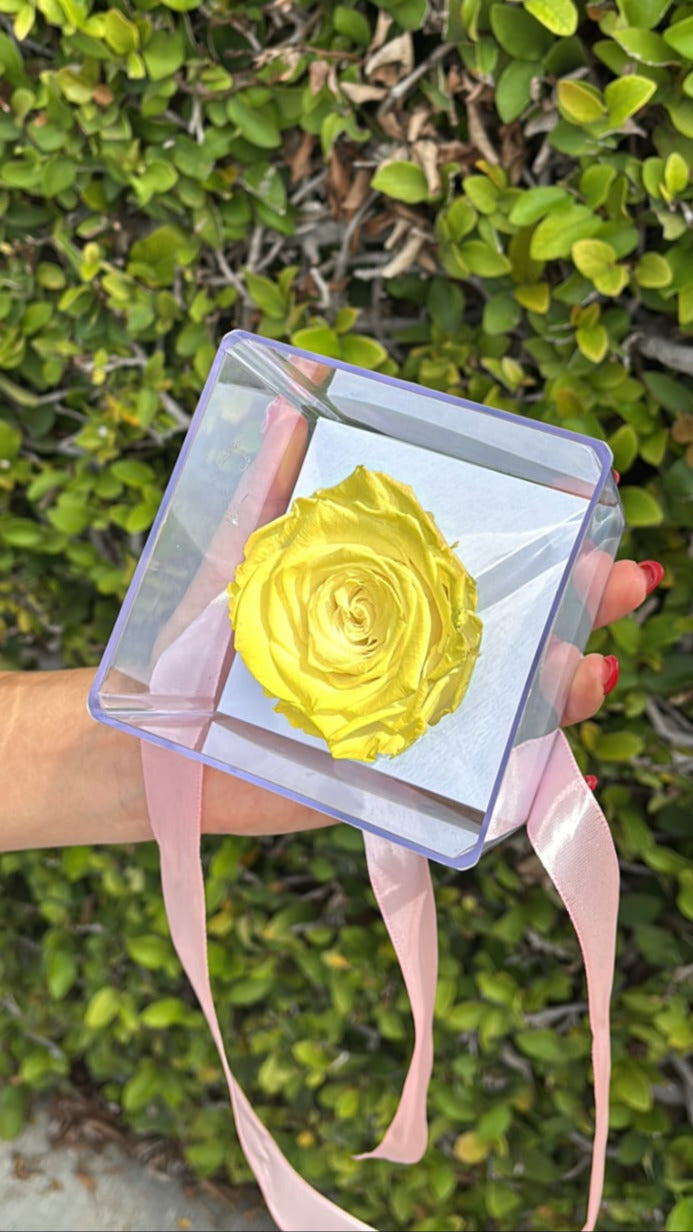 Rosa etera